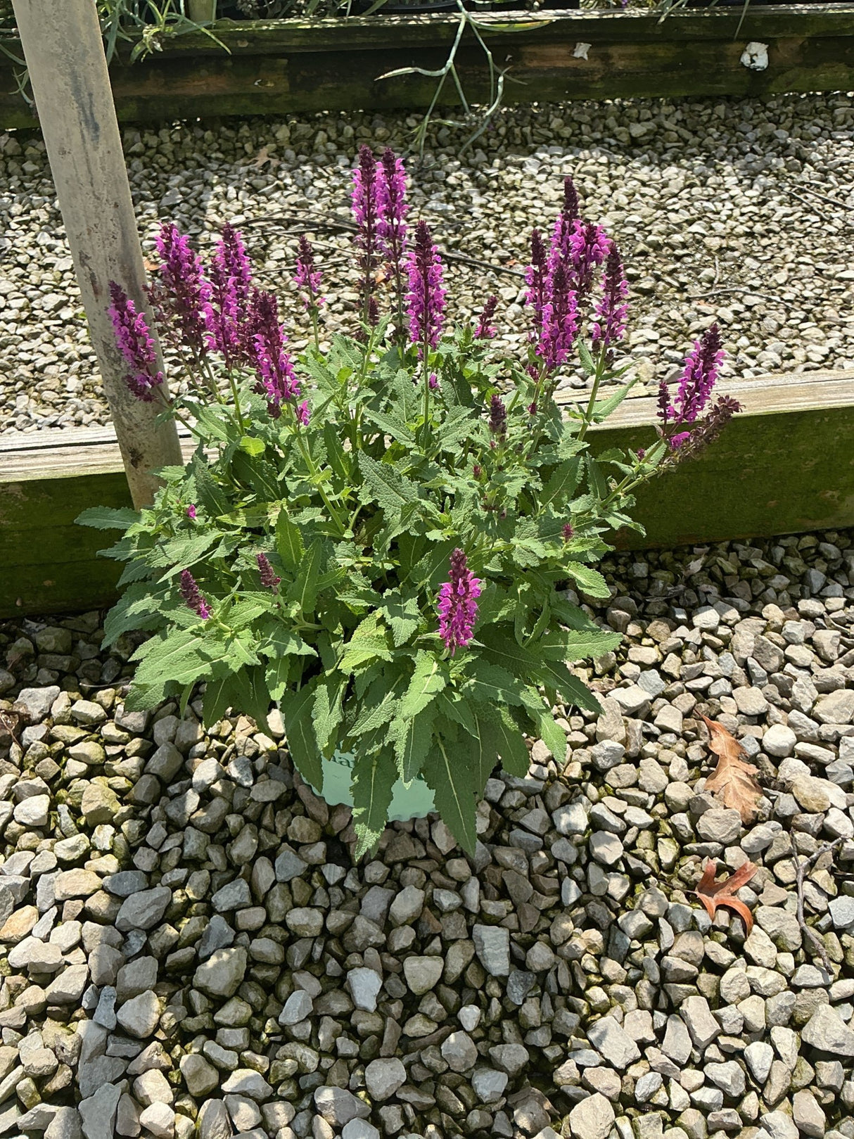 Bumbleberry Salvia growing in a container with dense purple flower spikes rising above green foliage on a gravel surface.
