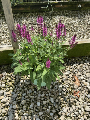 Bumbleberry Salvia growing in a container with dense purple flower spikes rising above green foliage on a gravel surface.