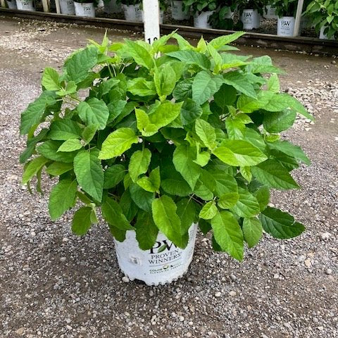 Incrediball Hydrangea shrub in a #3 Proven Winners container showing lush green foliage at a nursery.