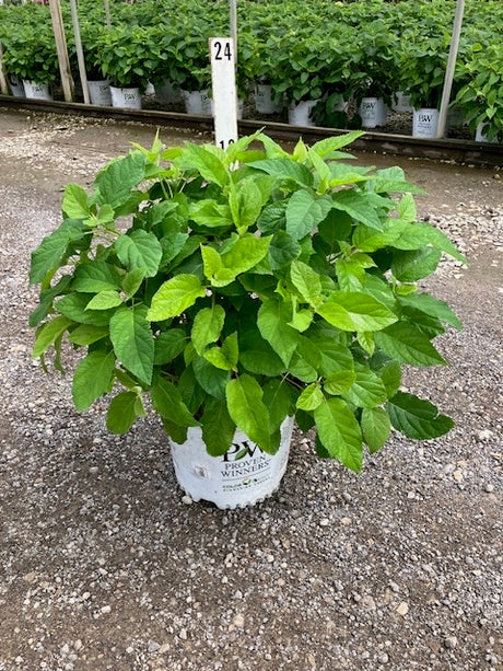 Incrediball Hydrangea shrub in a #3 Proven Winners container showing lush green foliage at a nursery.