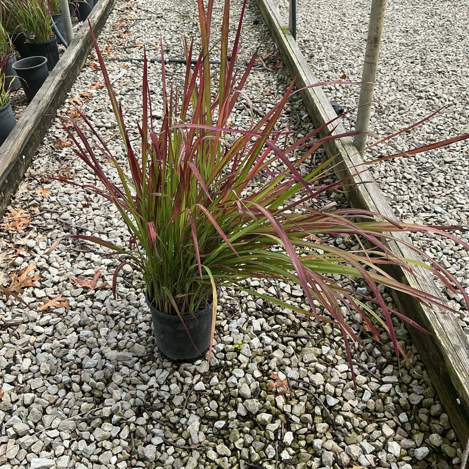 Red Baron Japanese Blood Grass in a #1 container showing striking red-tipped green blades at a nursery.