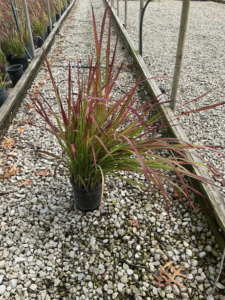 Red Baron Japanese Blood Grass in a #1 container showing striking red-tipped green blades at a nursery.