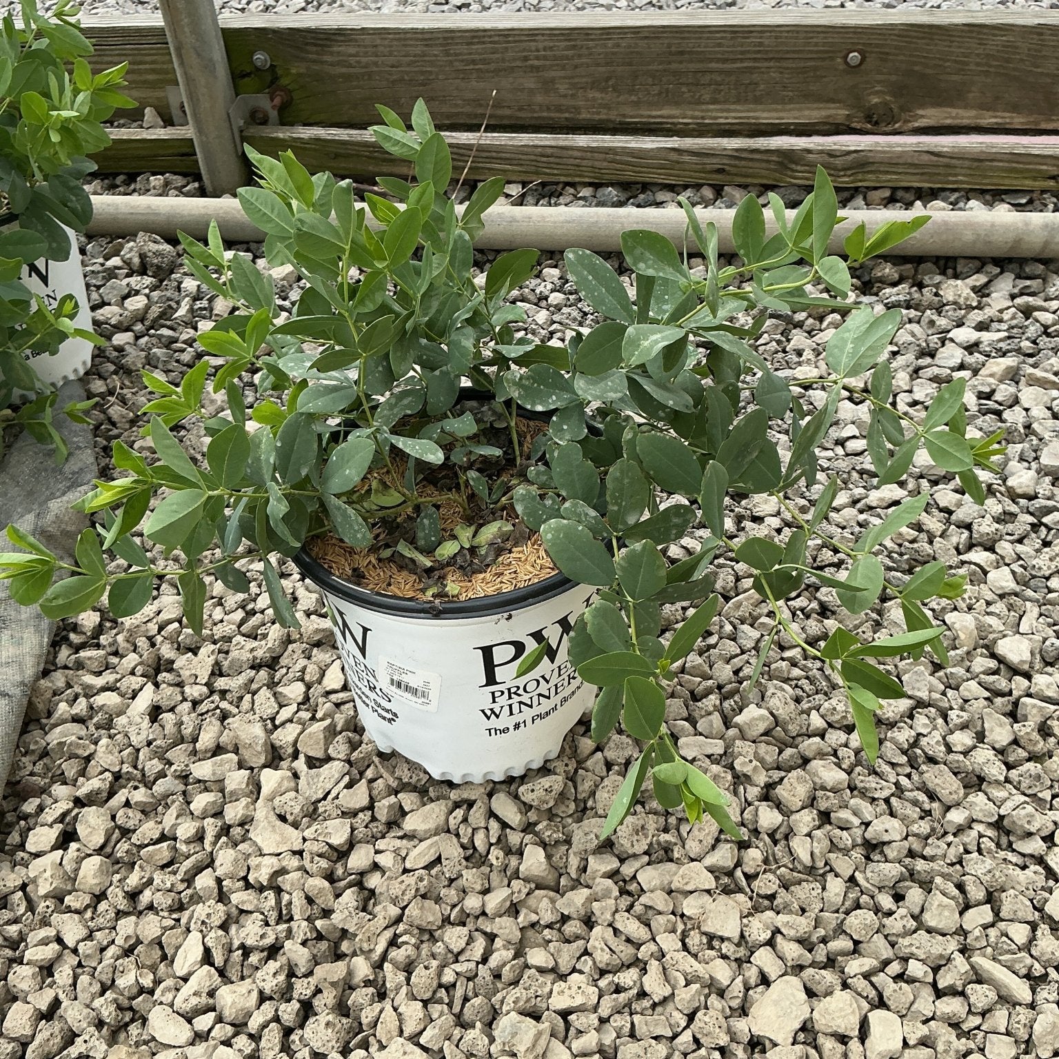 Baptisia Pink Truffles false indigo in a Proven Winners #1 container, showing lush green compound foliage on a gravel nursery bed.