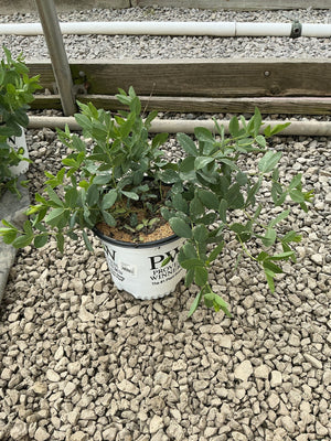 Baptisia Pink Truffles false indigo in a Proven Winners #1 container, showing lush green compound foliage on a gravel nursery bed.