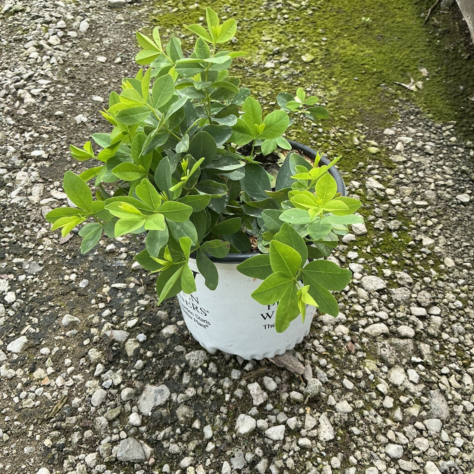 Baptisia x Sparkling Sapphires False Indigo in a #1 container showing lush green foliage on a gravel surface.