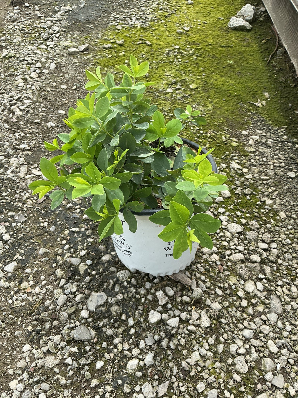 Baptisia x Sparkling Sapphires False Indigo in a #1 container showing lush green foliage on a gravel surface.