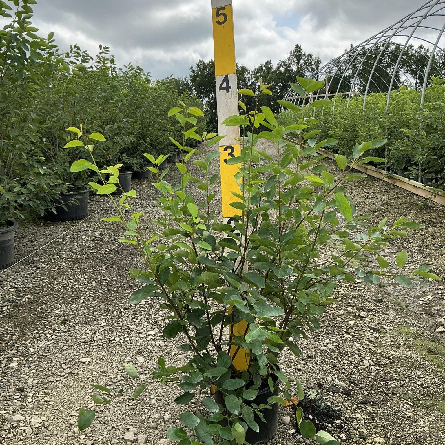 Autumn Brilliance Serviceberry multi-stem shrub in a #3 container, standing approximately 3-4 ft tall at a nursery.