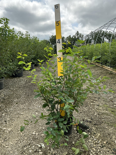 Autumn Brilliance Serviceberry multi-stem shrub in a #3 container, standing approximately 3-4 ft tall at a nursery.