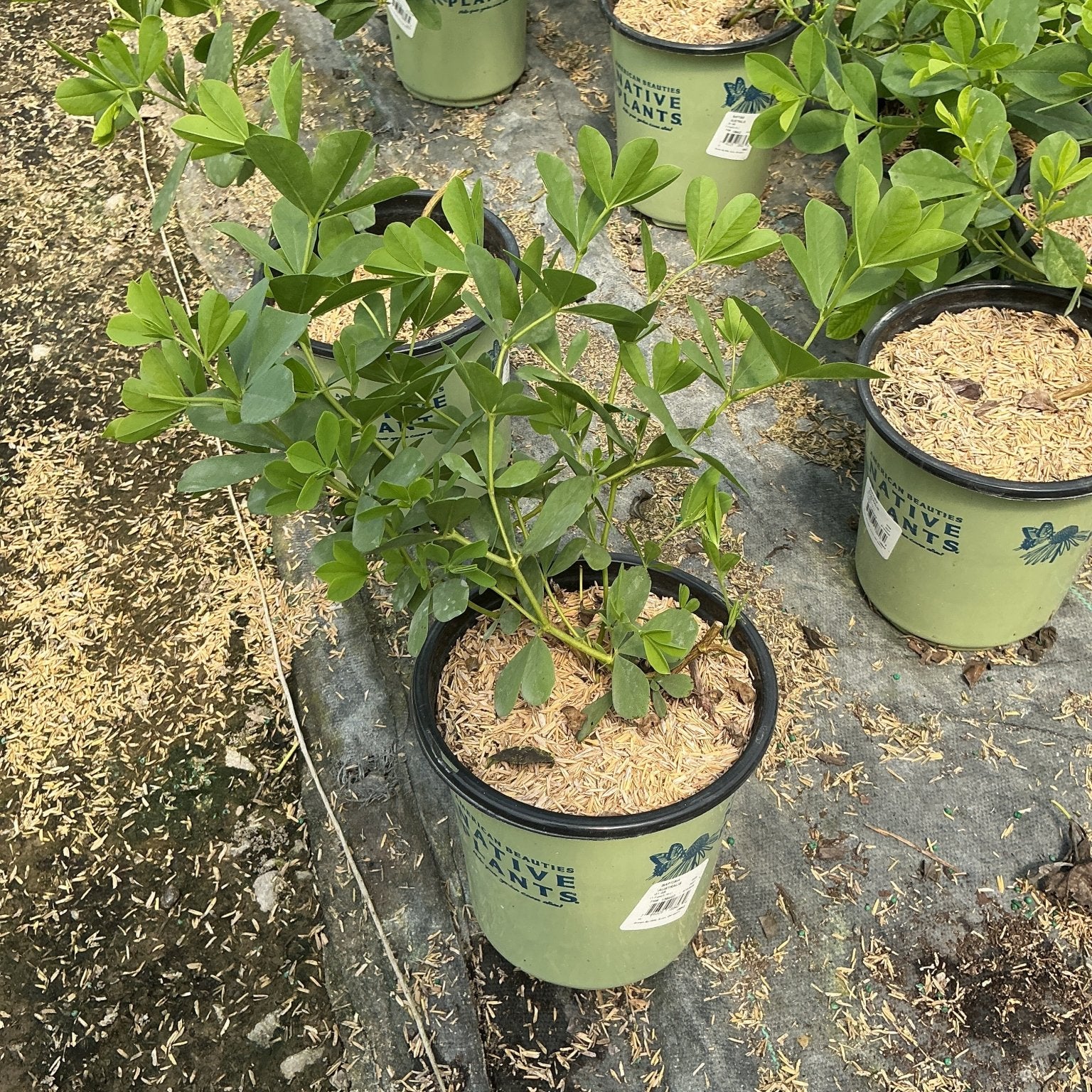 Blue False Indigo Baptisia australis plants in #1 containers display lush green foliage at a nursery.