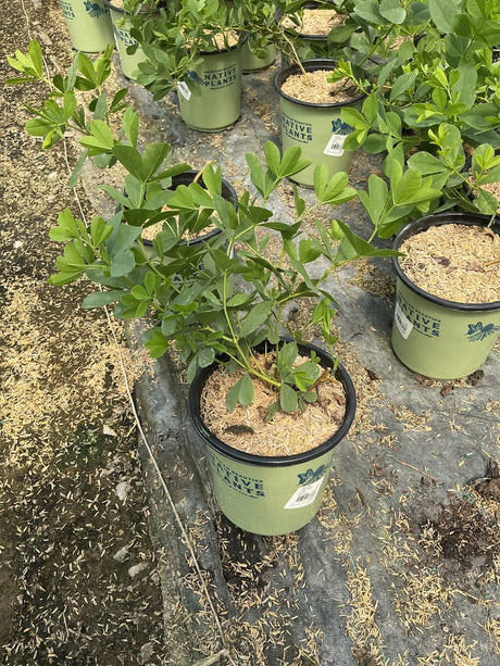 Blue False Indigo Baptisia australis plants in #1 containers display lush green foliage at a nursery.