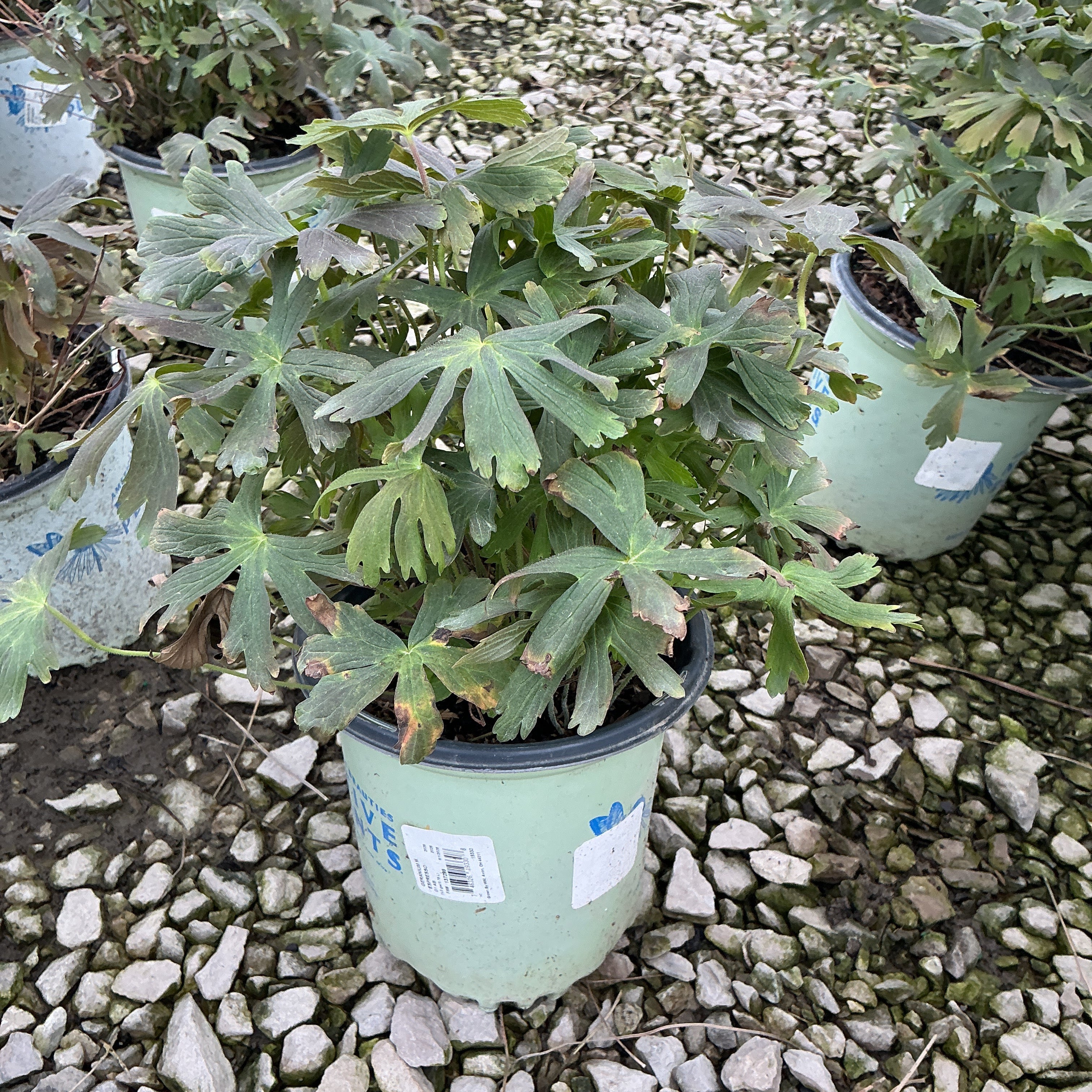 Espresso Cranesbill Geranium in a #1 container showing dense lobed foliage with bronze-green leaves at a nursery.