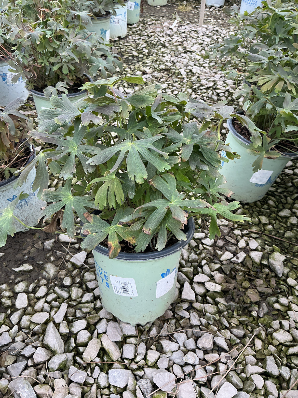 Espresso Cranesbill Geranium in a #1 container showing dense lobed foliage with bronze-green leaves at a nursery.