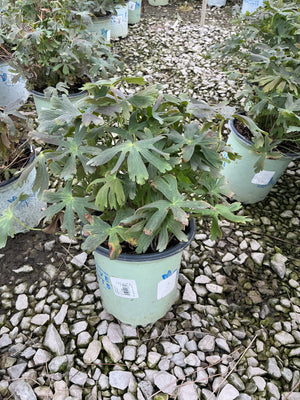 Espresso Cranesbill Geranium in a #1 container showing dense lobed foliage with bronze-green leaves at a nursery.