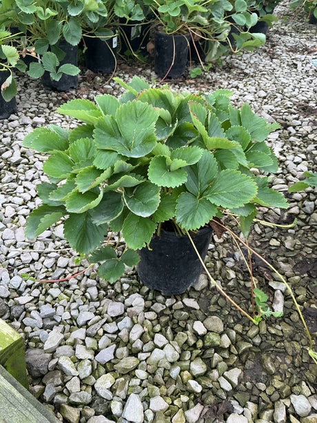 Ozark Beauty Everbearing Strawberry plant in a #1 black nursery container, showing lush green trifoliate foliage with runners.