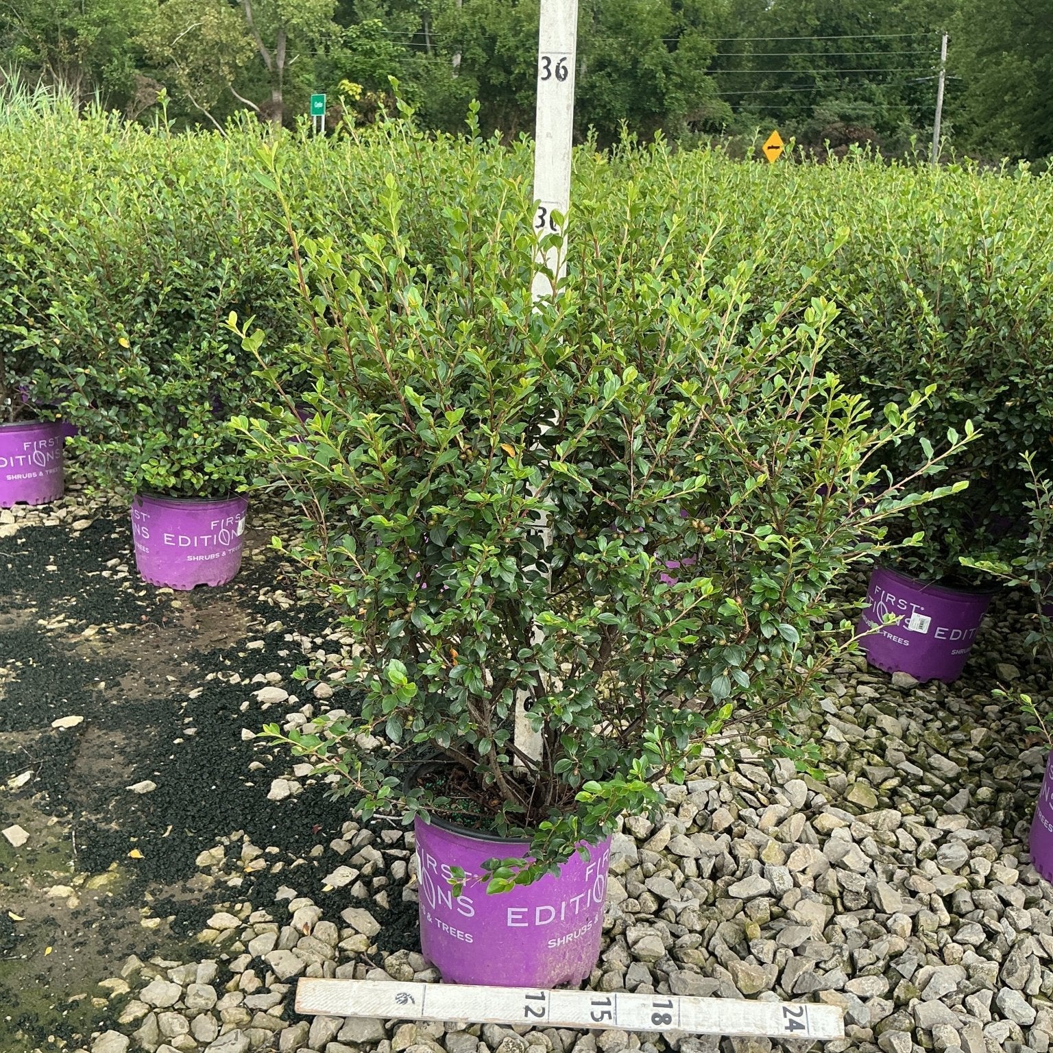 Autumn Inferno Cotoneaster shrub in a purple First Editions container displayed at a nursery with a measurement pole.