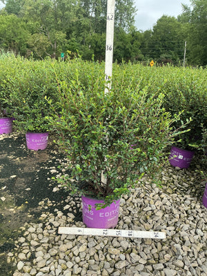 Autumn Inferno Cotoneaster shrub in a purple First Editions container displayed at a nursery with a measurement pole.
