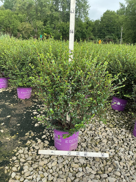 Autumn Inferno Cotoneaster shrub in a purple First Editions container displayed at a nursery with a measurement pole.