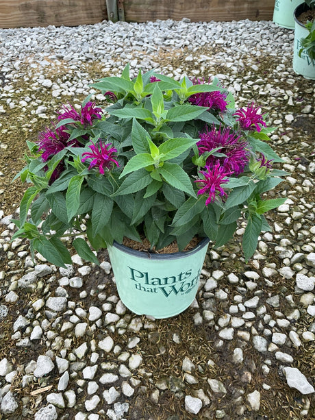 Balmy Purple Bee Balm in a nursery container with vivid magenta blooms and lush green foliage.