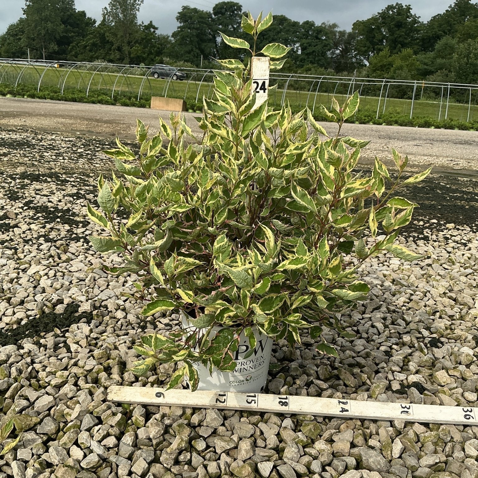 Sgt. Pepper Dogwood shrub with variegated green and yellow foliage growing in a Proven Winners container at a nursery.