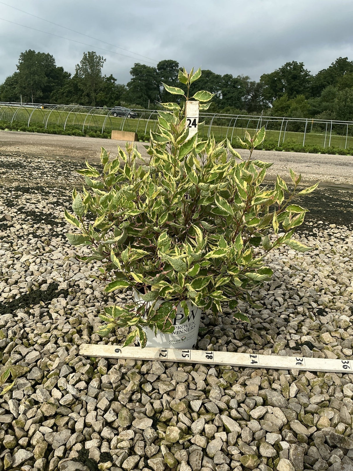 Sgt. Pepper Dogwood shrub with variegated green and yellow foliage growing in a Proven Winners container at a nursery.