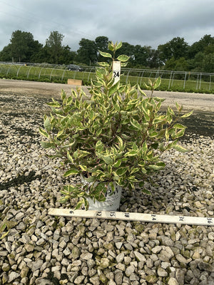 Sgt. Pepper Dogwood shrub with variegated green and yellow foliage growing in a Proven Winners container at a nursery.
