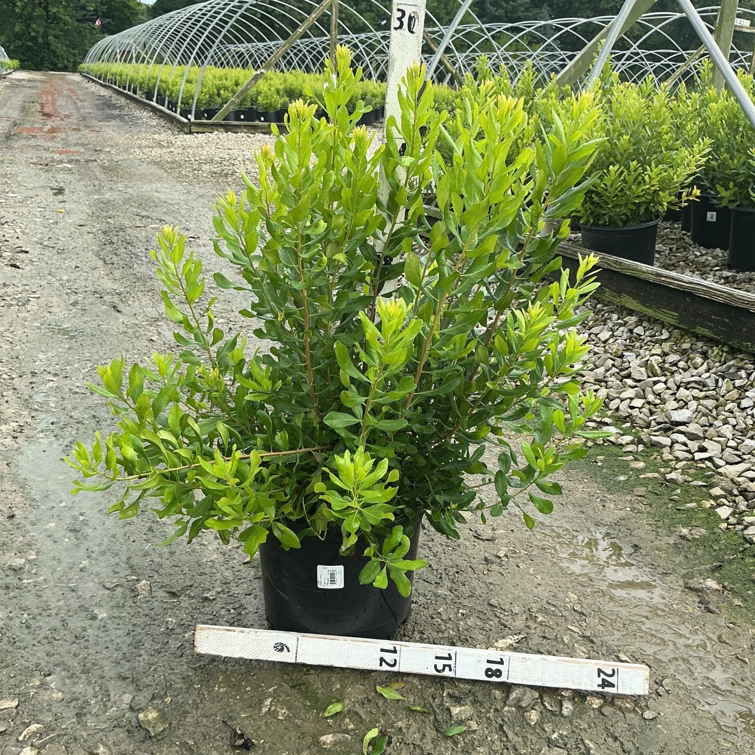 Northern Bayberry shrub in a #3 container at a nursery, showing dense green foliage on upright stems.