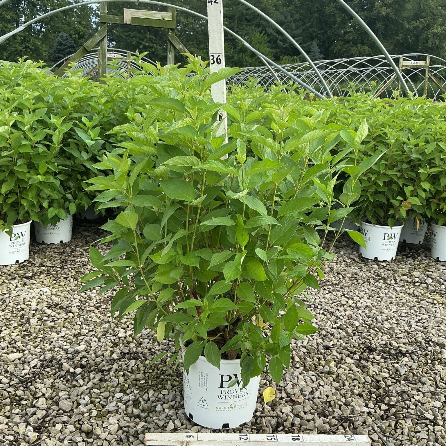 Arctic Fire Red Redosier Dogwood shrub in a #3 Proven Winners container at a nursery growing facility.