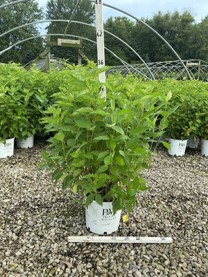 Arctic Fire Red Redosier Dogwood shrub in a #3 Proven Winners container at a nursery growing facility.