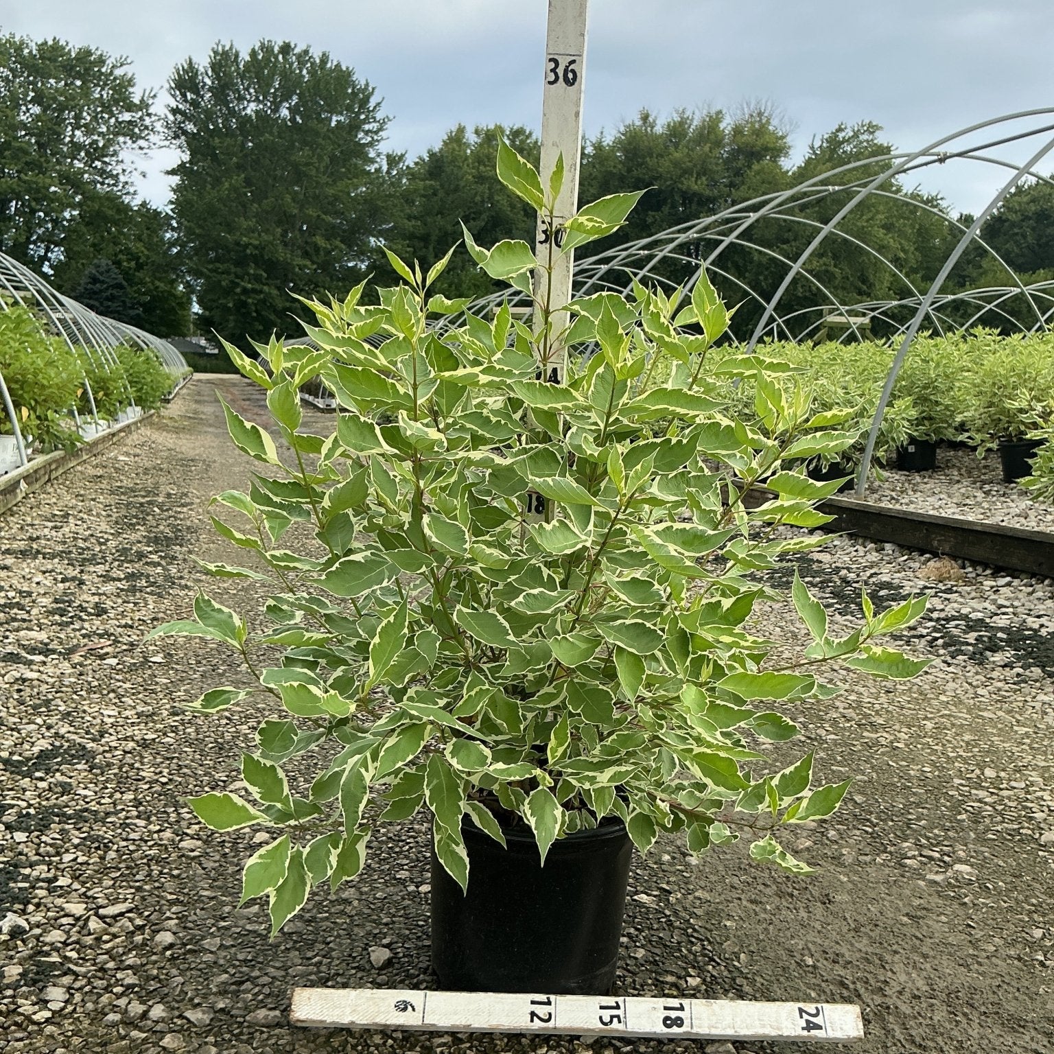 Ivory Halo Dogwood shrub with green and white variegated foliage growing in a black nursery container.