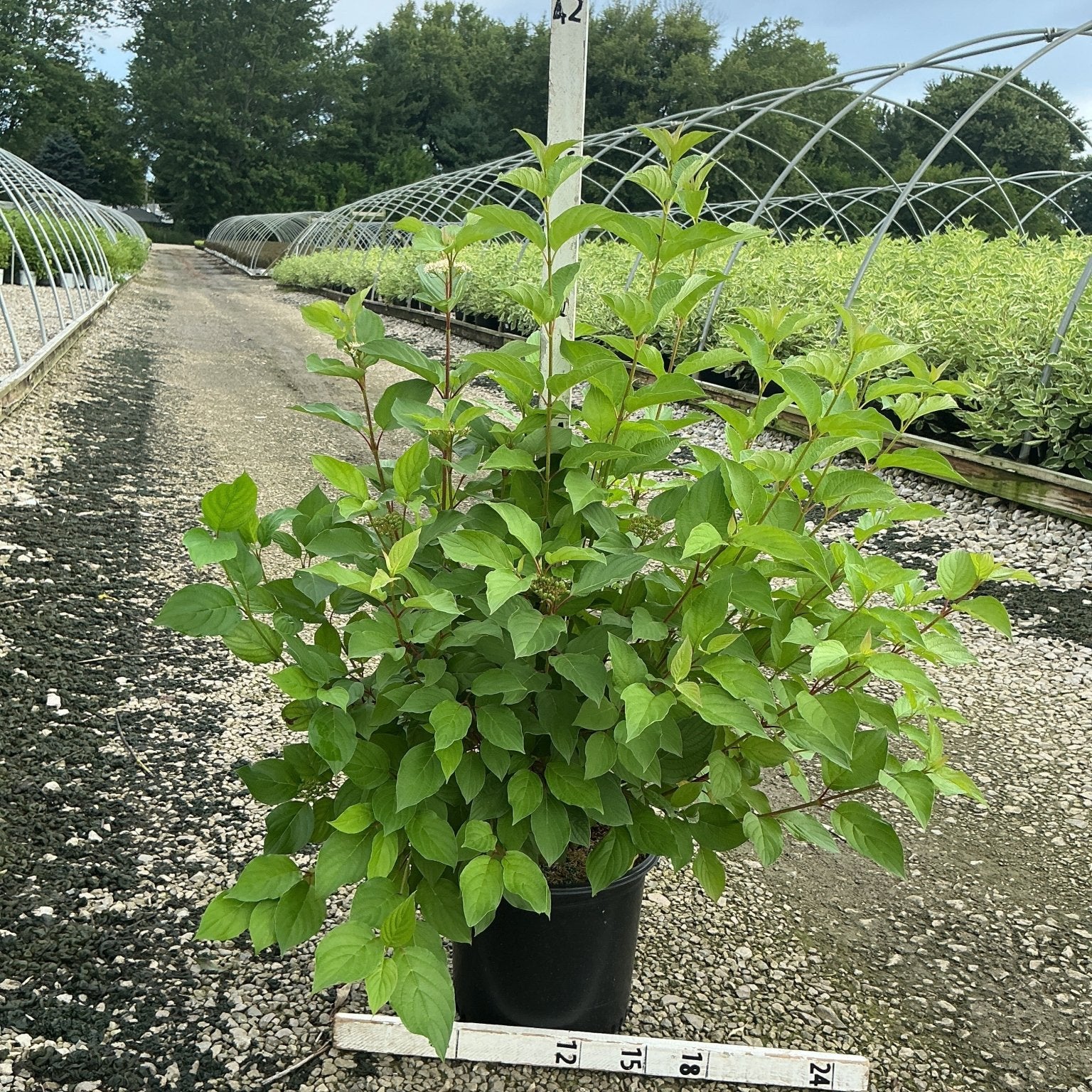 Bailey Red Twigged Dogwood shrub in a #3 container showing lush green summer foliage at a nursery.