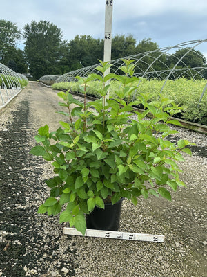 Bailey Red Twigged Dogwood shrub in a #3 container showing lush green summer foliage at a nursery.