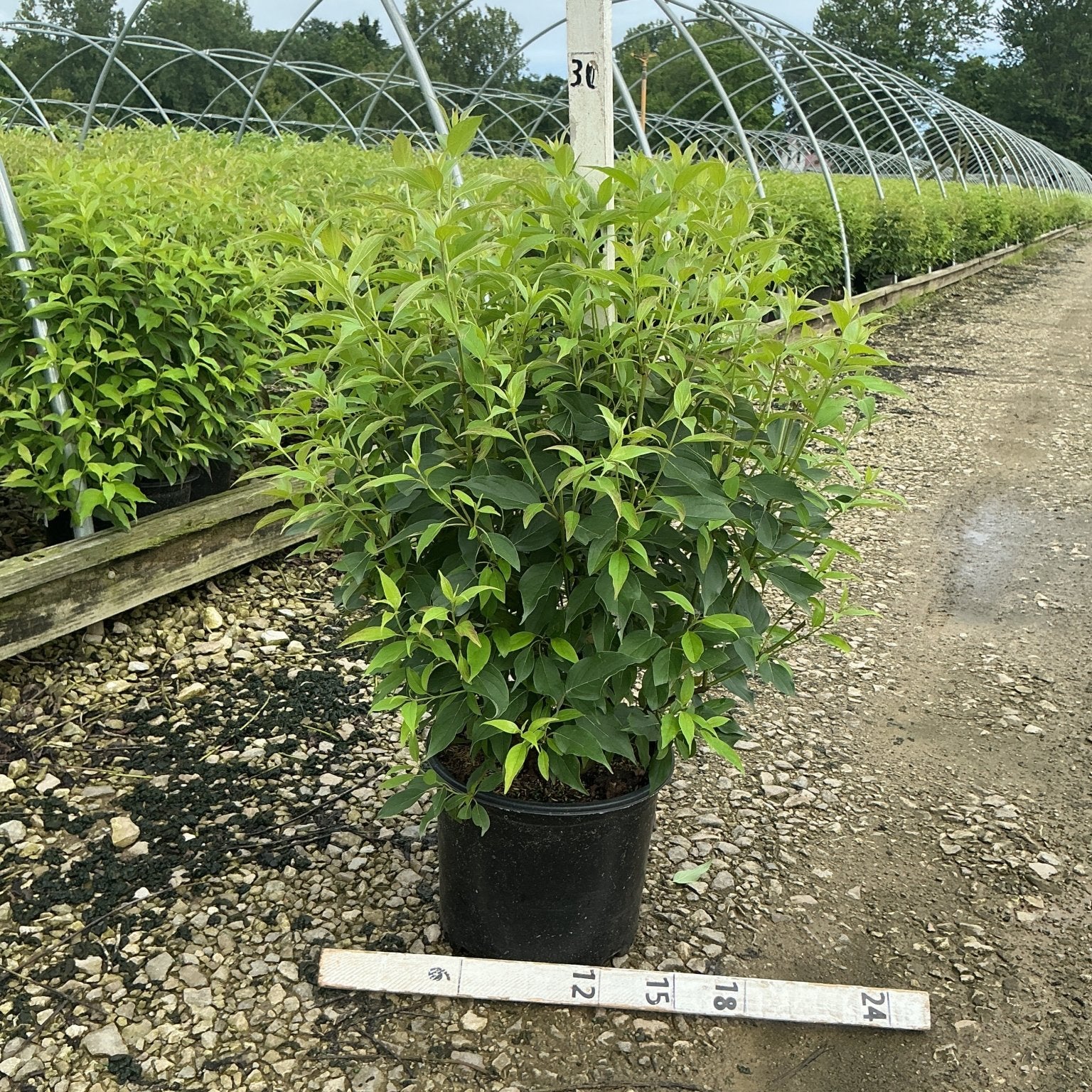 Red Gnome Dogwood shrub in a #3 container at a nursery, showing dense green foliage and multi-stem habit.