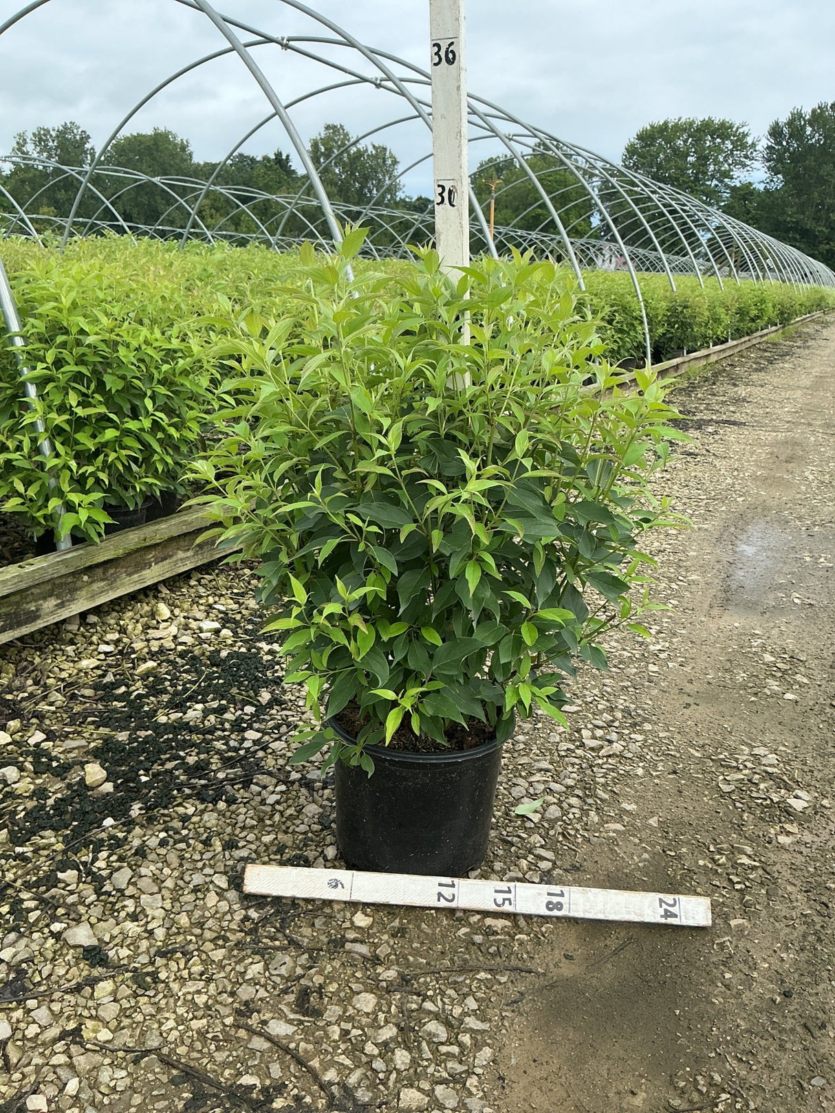Red Gnome Dogwood shrub in a #3 container at a nursery, showing dense green foliage and multi-stem habit.