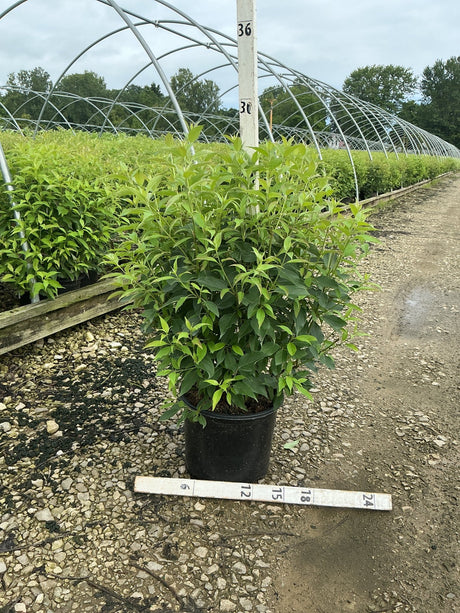 Red Gnome Dogwood shrub in a #3 container at a nursery, showing dense green foliage and multi-stem habit.