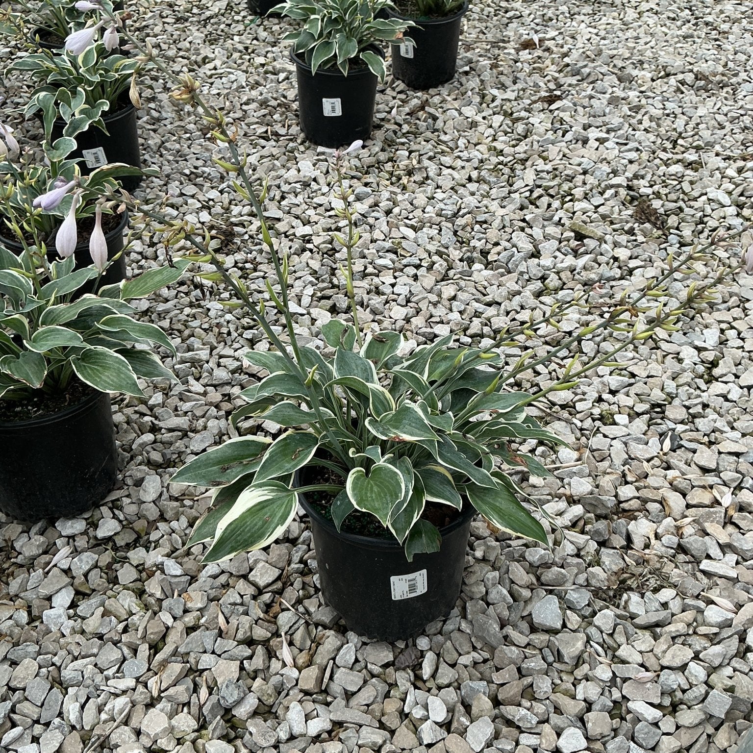 First Frost Hosta in a black nursery container showing dark green leaves with creamy white margins and tall flower scapes.