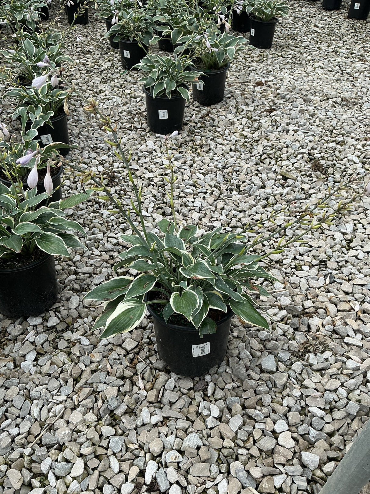 First Frost Hosta in a black nursery container showing dark green leaves with creamy white margins and tall flower scapes.