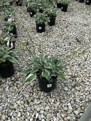 First Frost Hosta in a black nursery container showing dark green leaves with creamy white margins and tall flower scapes.