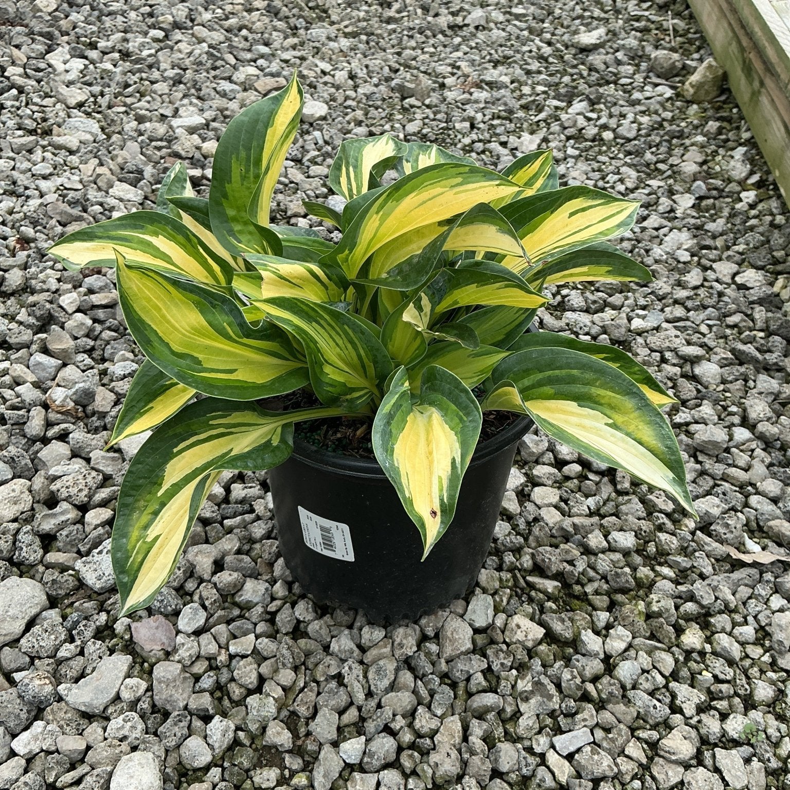 Great Expectations Hosta in a black nursery container, showing bold yellow and green variegated foliage on a gravel surface.