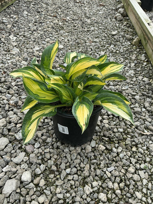 Great Expectations Hosta in a black nursery container, showing bold yellow and green variegated foliage on a gravel surface.