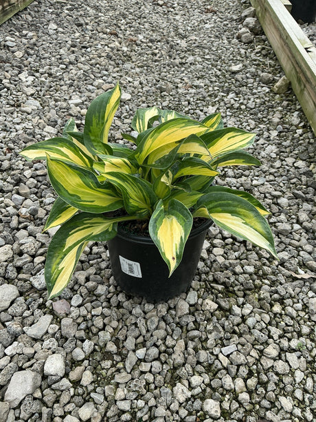 Great Expectations Hosta in a black nursery container, showing bold yellow and green variegated foliage on a gravel surface.