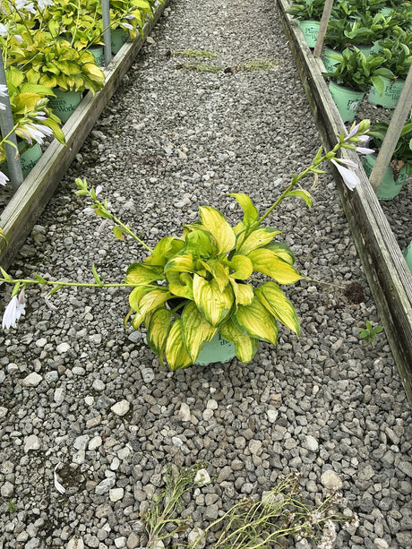 Stained Glass Hosta in a container displaying bright yellow and green variegated foliage on a gravel nursery path.