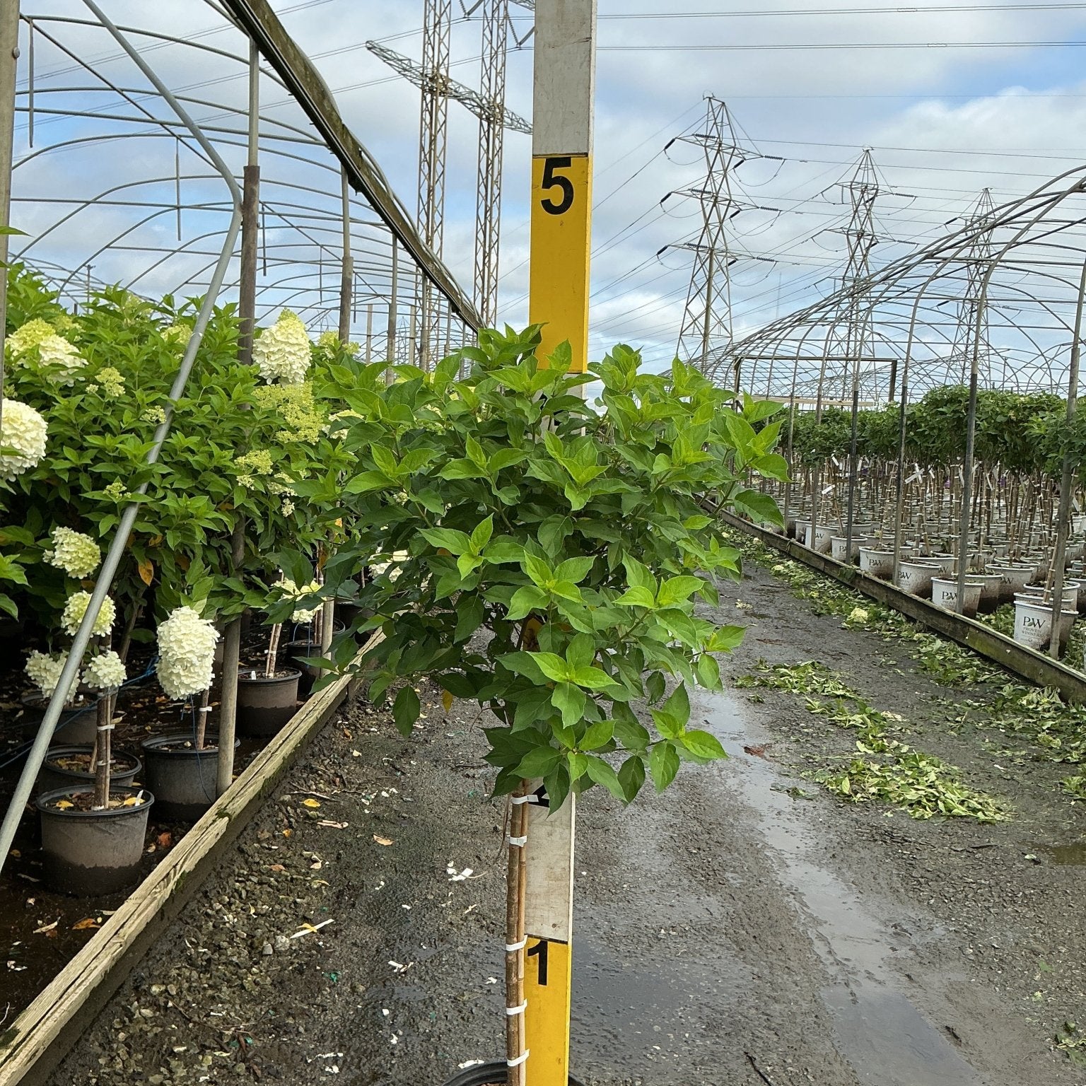 Little Lime Panicle Hydrangea in a nursery container showing lush green foliage on a standard trunk form.