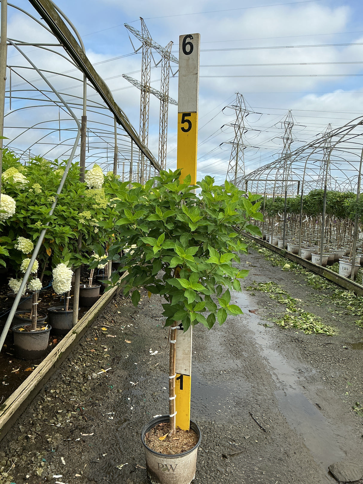 Little Lime Panicle Hydrangea in a nursery container showing lush green foliage on a standard trunk form.