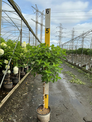 Little Lime Panicle Hydrangea in a nursery container showing lush green foliage on a standard trunk form.