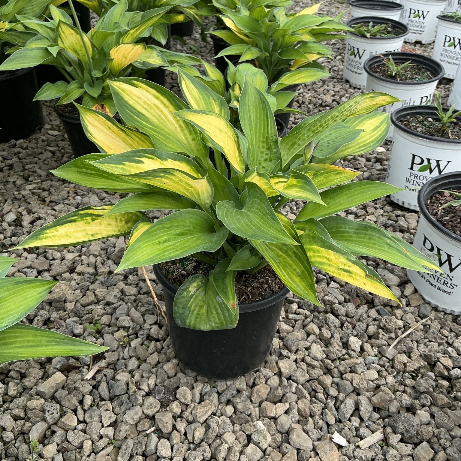 Paul's Glory Hosta in a black nursery container displaying bold green and golden-yellow variegated foliage on a gravel surface.