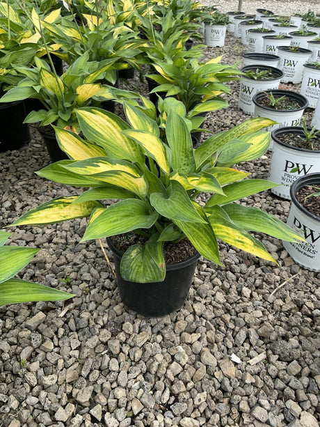 Paul's Glory Hosta in a black nursery container displaying bold green and golden-yellow variegated foliage on a gravel surface.
