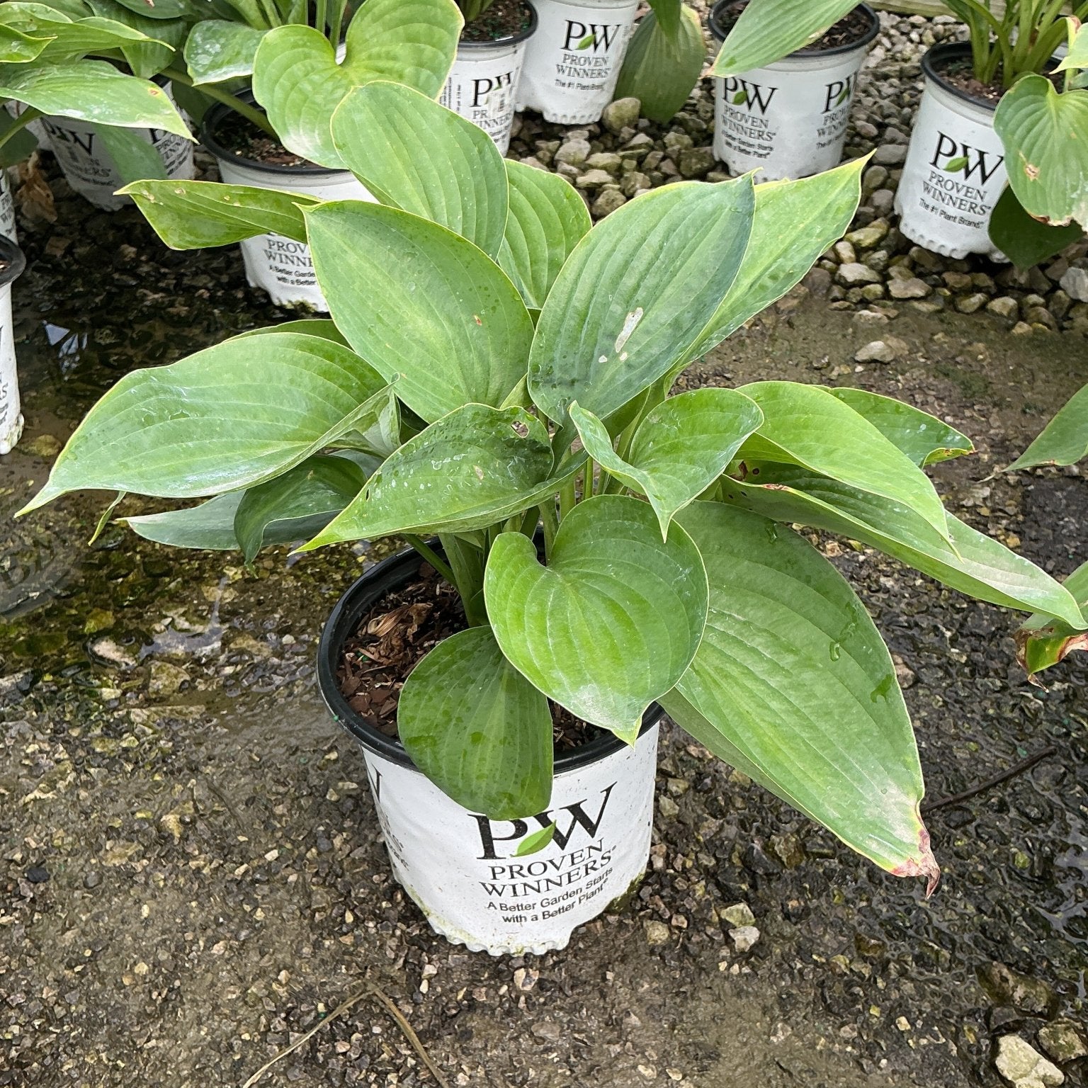 Empress Wu Hosta in a Proven Winners #1 container showing broad, ribbed green leaves in a nursery setting.