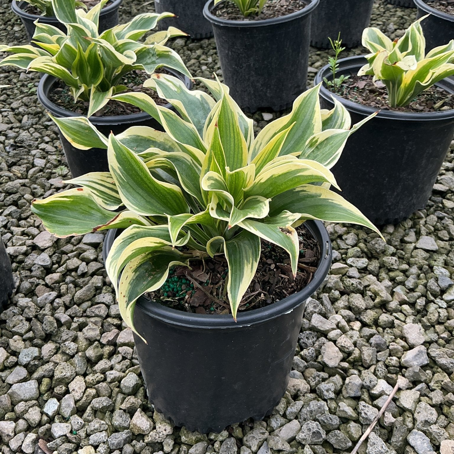 Hosta Liberty growing in a black nursery container, showing green leaves with creamy yellow variegated margins.