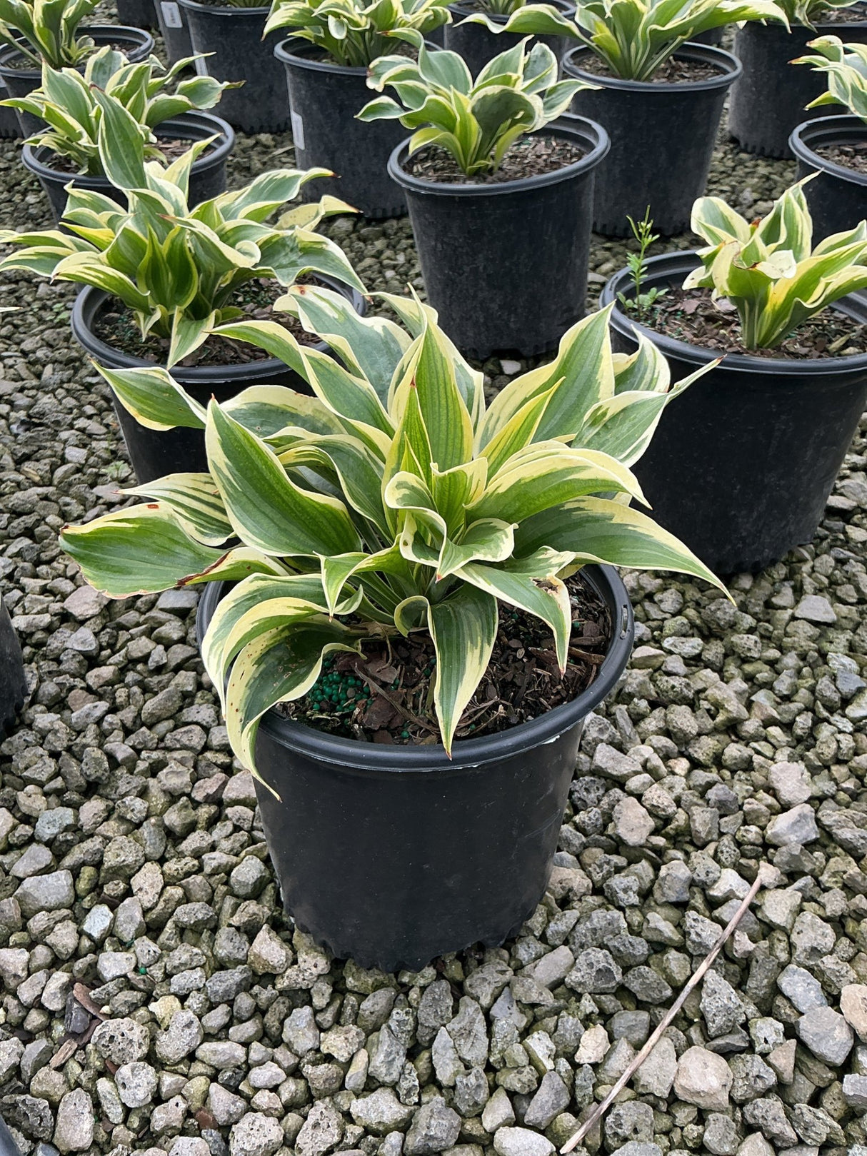 Hosta Liberty growing in a black nursery container, showing green leaves with creamy yellow variegated margins.