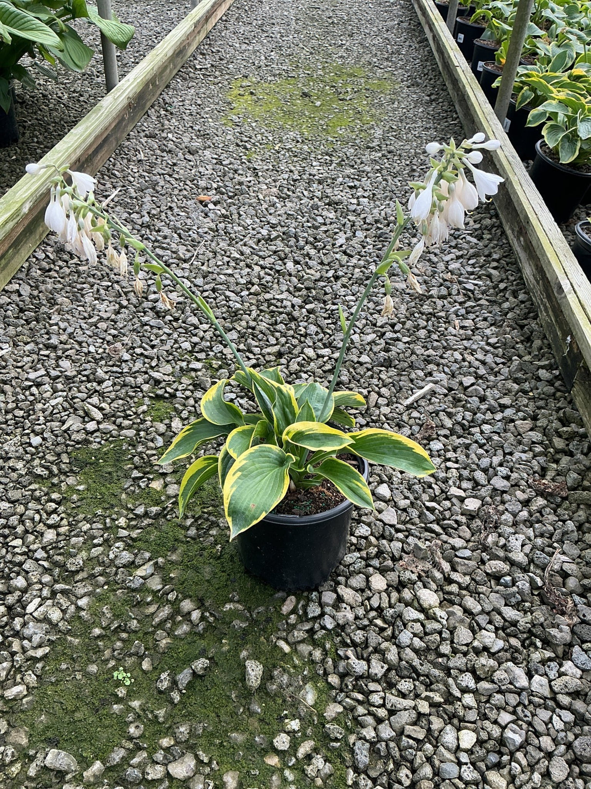 Frances Williams Hosta in a black nursery container displaying variegated green and yellow foliage with white blooms on tall scapes.